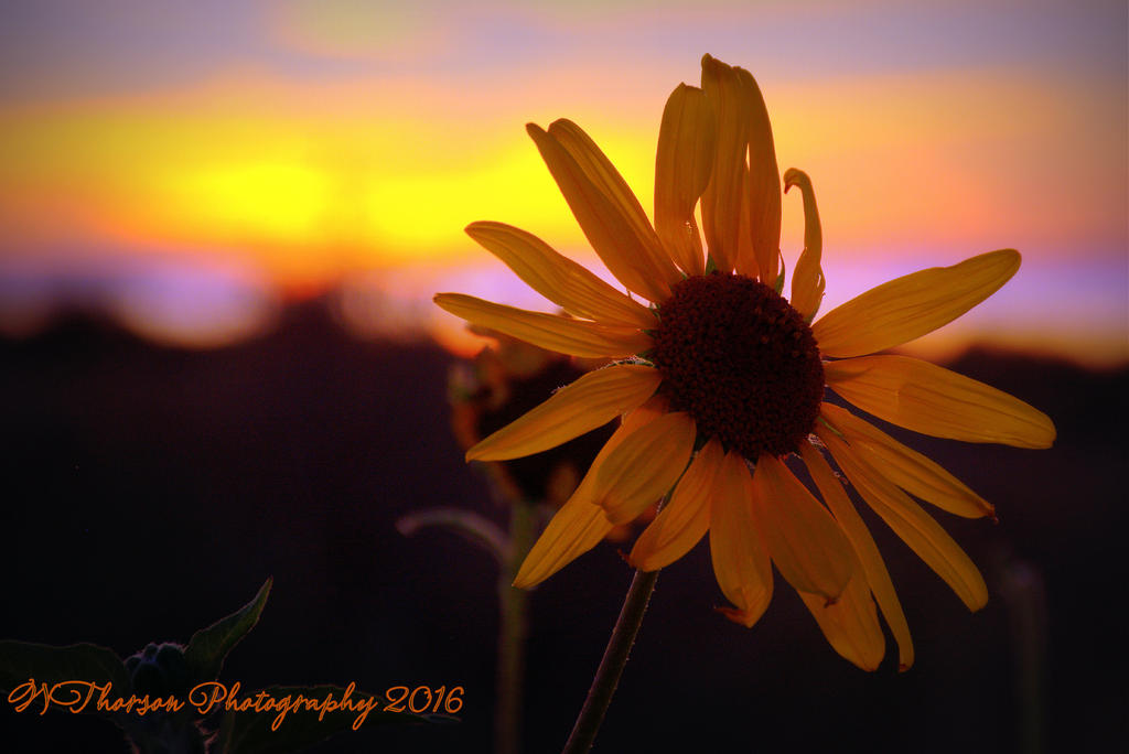 Sunflower at Sunset 9-9-2016.jpg