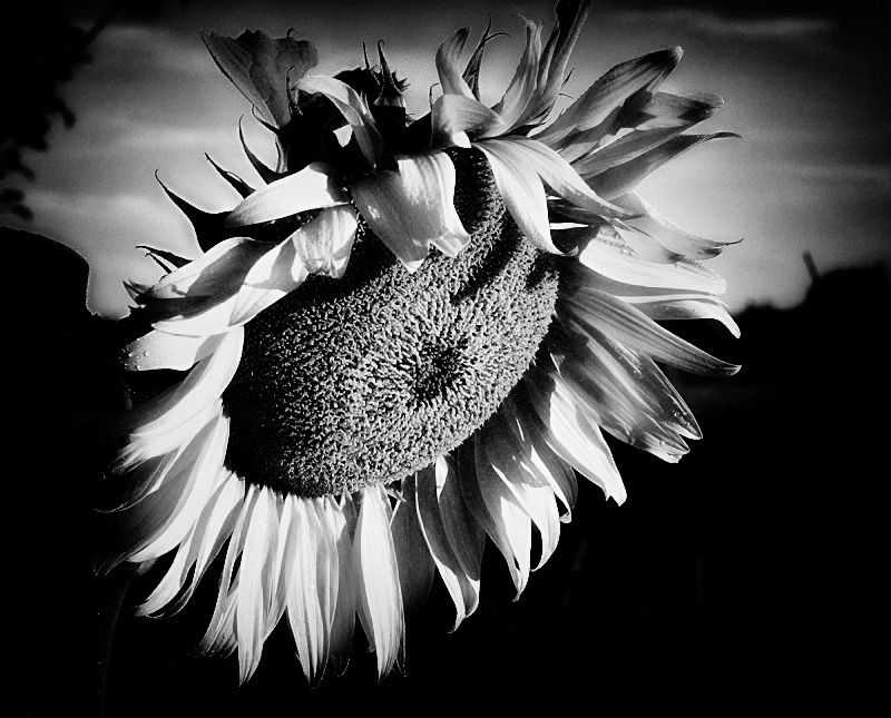 sunflower blk n wht1.jpg