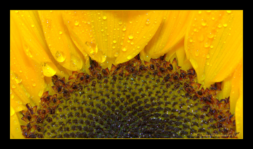 Sunflower Close Up 5-12-2016.jpg