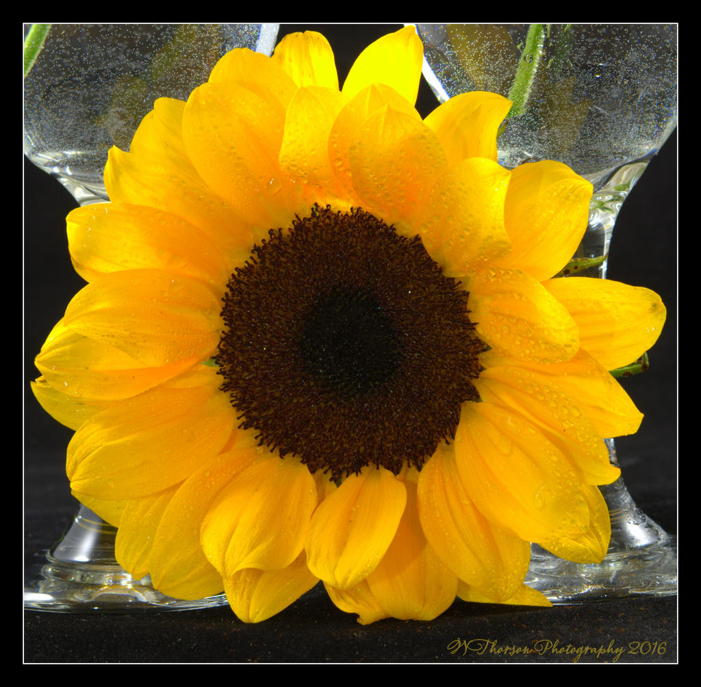 Sunflower Close Up 5-17-2016.jpg