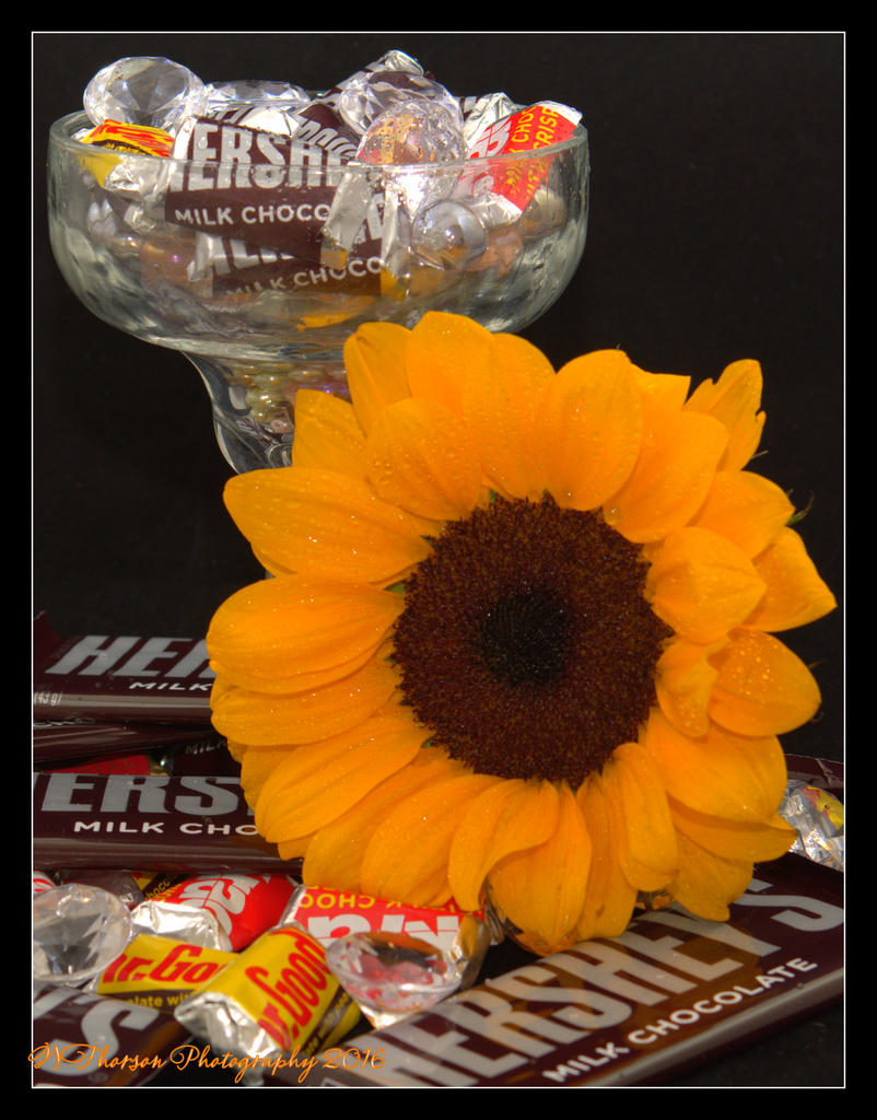 Sunflower, Diamonds, Pearls, and Chocolate Close Up 5-20-2016.jpg