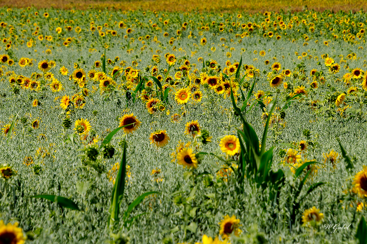 sunflower field sm.jpg