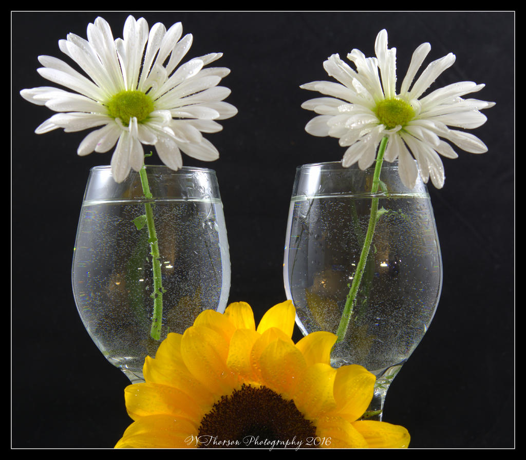 Sunflower, Glasses, and Dasies  #2 5-17-2016.jpg