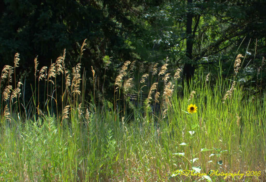 Sunflower in Muller Park  7-25-2016.jpg