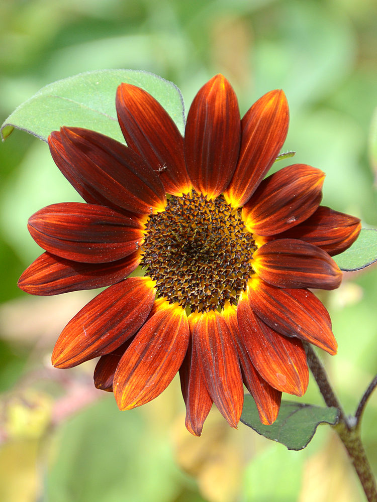 Sunflower.jpg