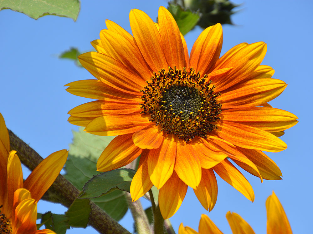 Sunflower.jpg