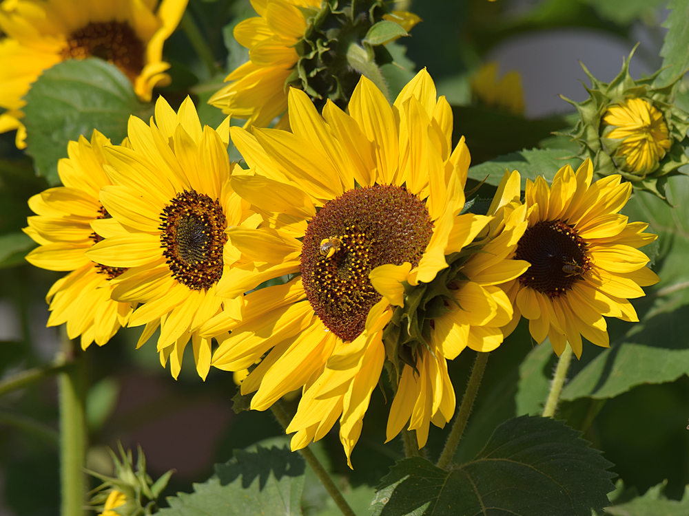SunFlower.jpg