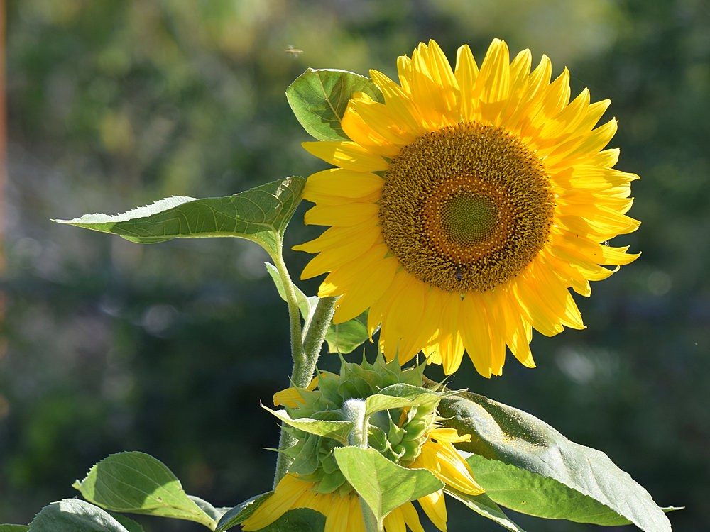 Sunflower.jpg