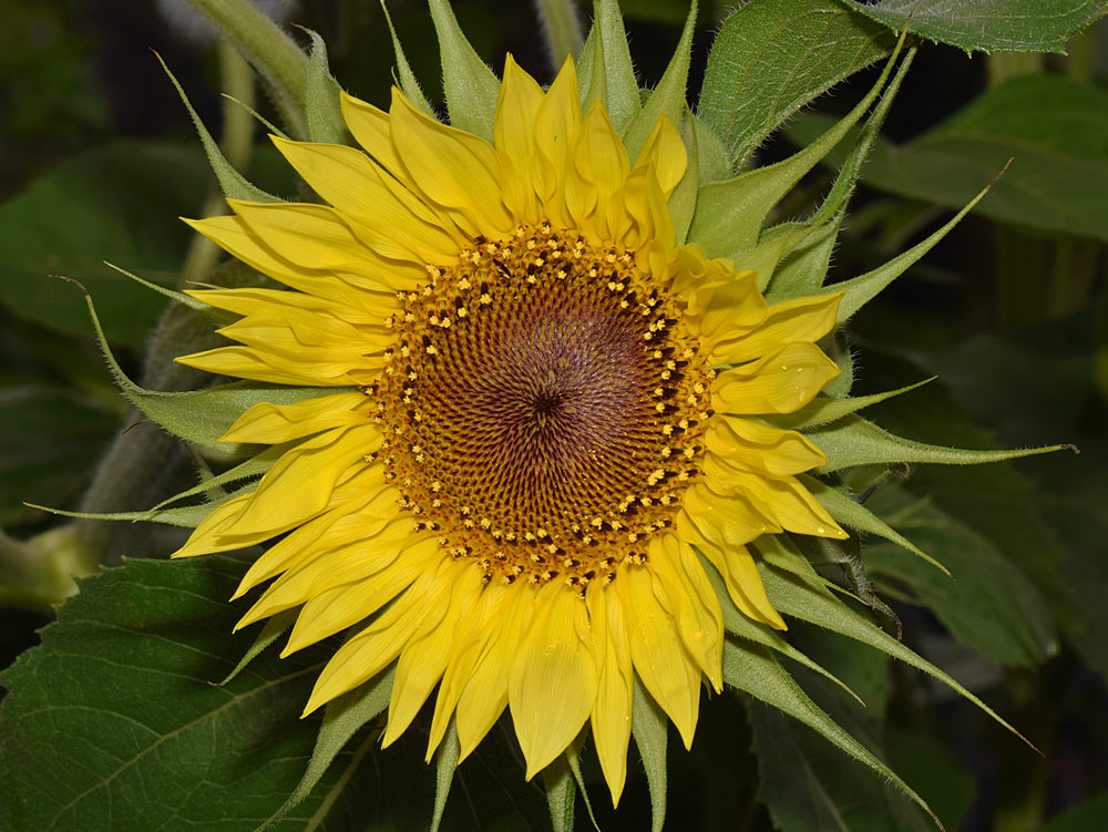 SunFlower.jpg