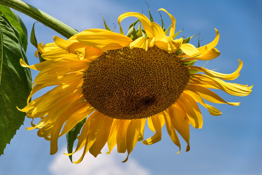 sunflower-.jpg