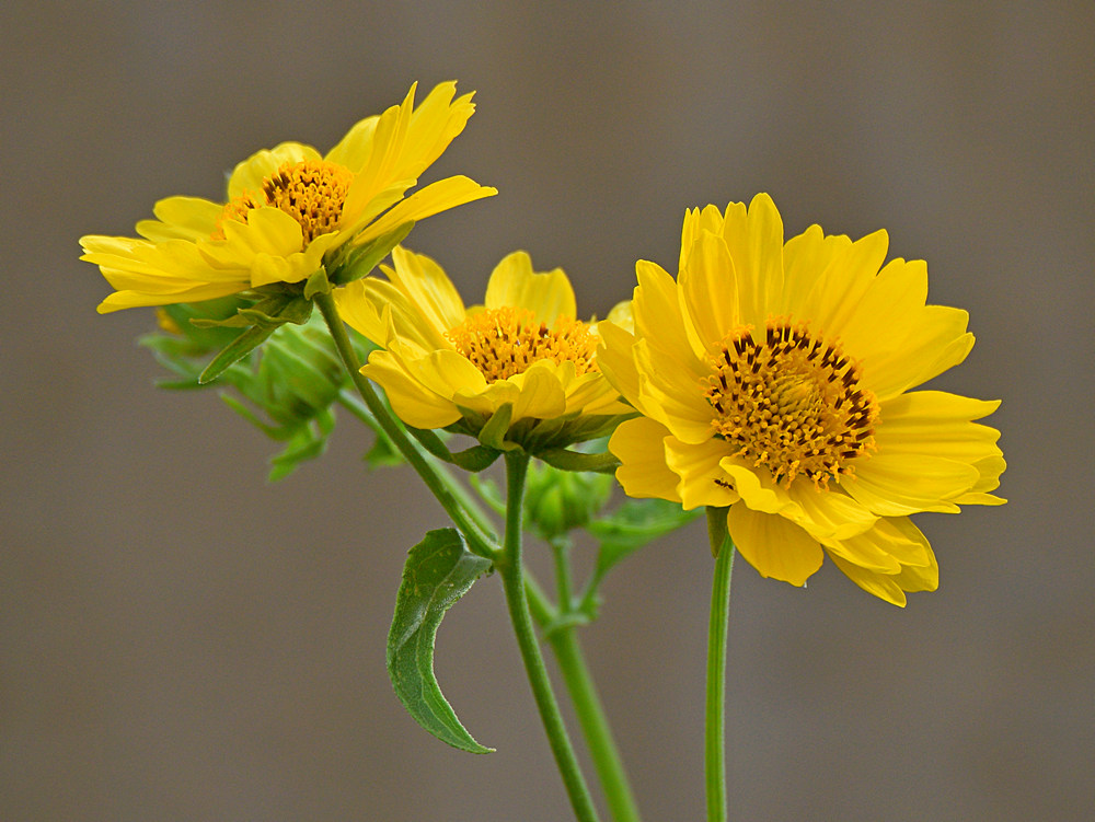 SunFlower.jpg