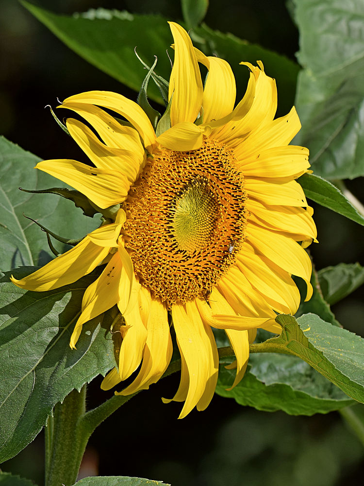 SunFlower.jpg