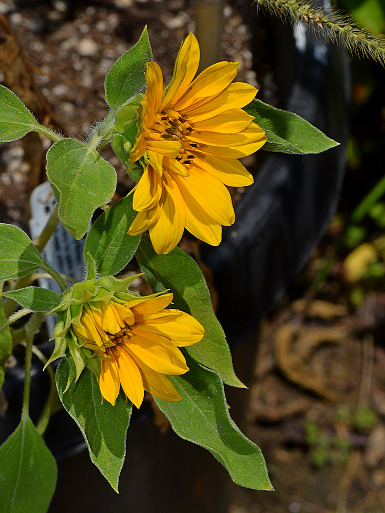 Sunflower.jpg