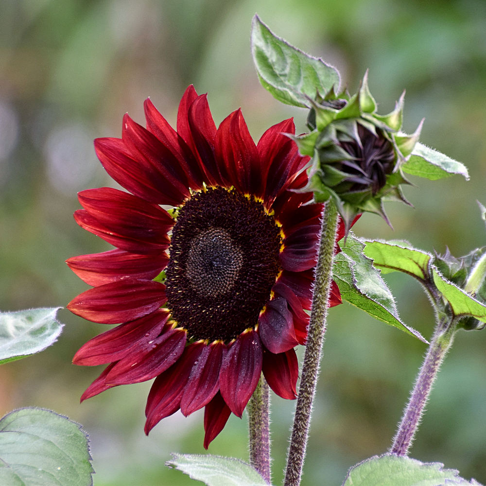 Sunflower.jpg