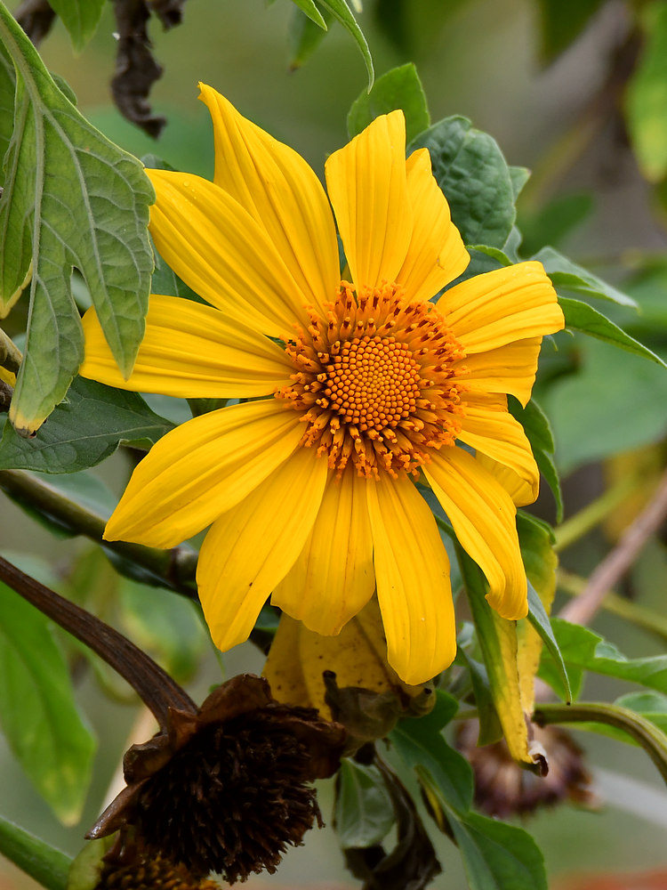Sunflower.jpg