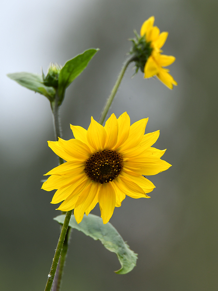 Sunflower.jpg