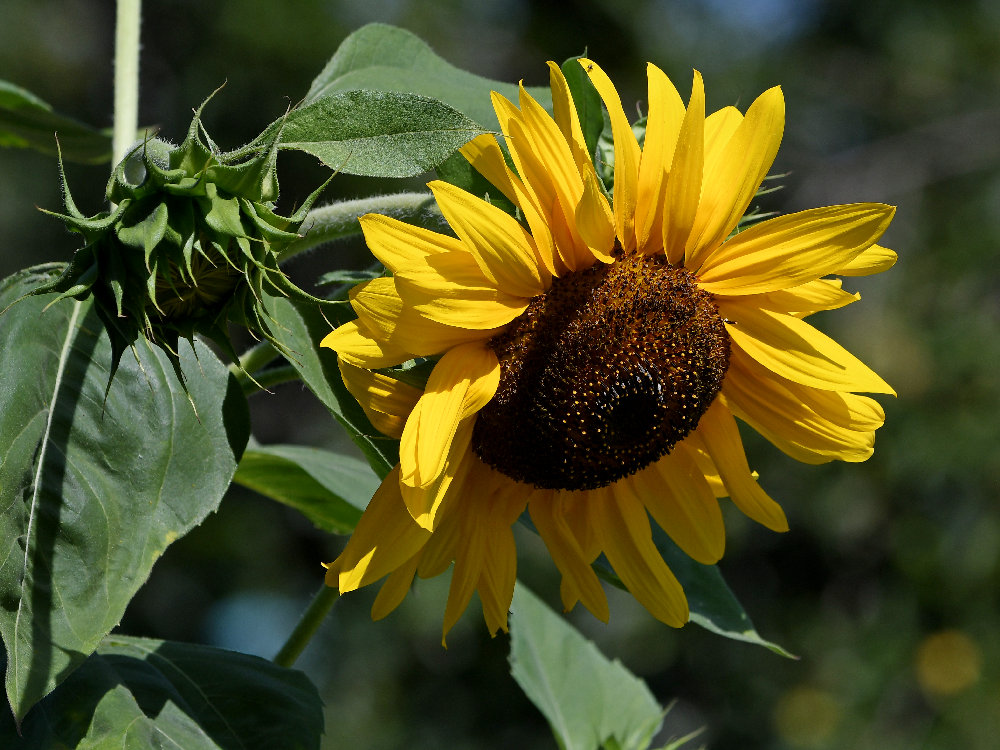 SunFlower.jpg
