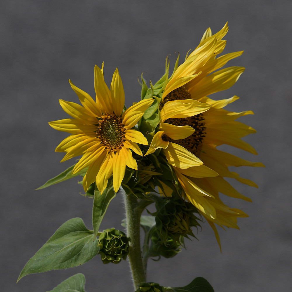 SunFlower.jpg