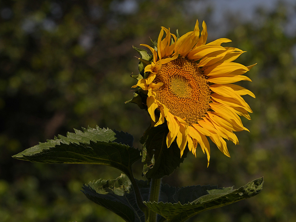 Sunflower.jpg