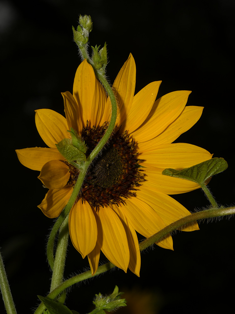 Sunflower.jpg