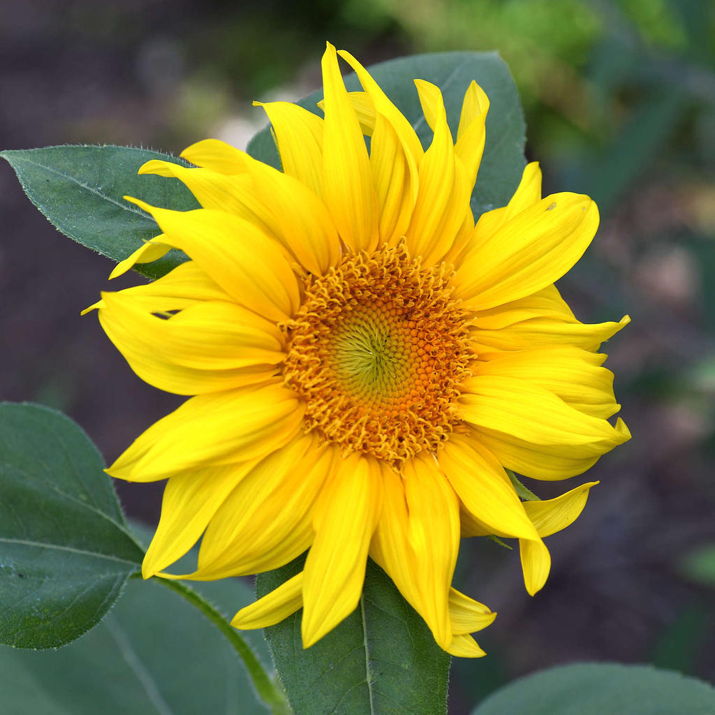 Sunflower.jpg