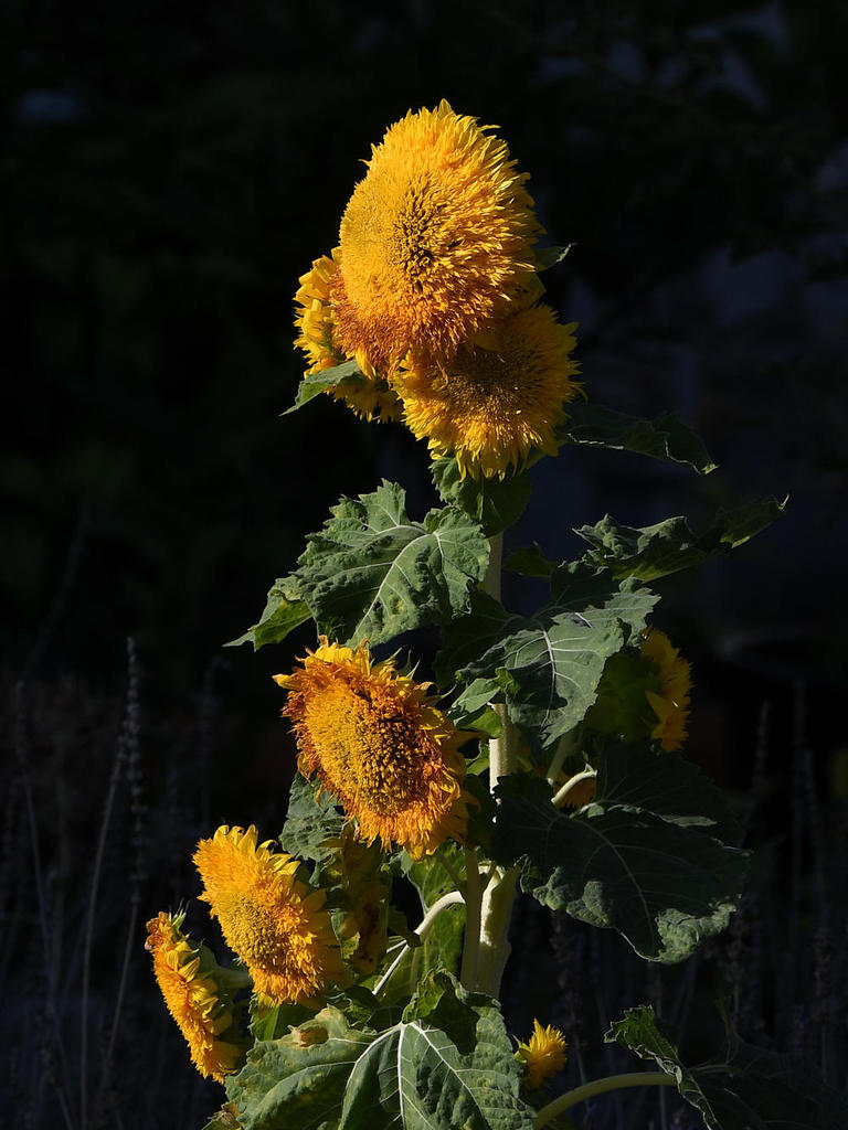 Sunflower.jpg