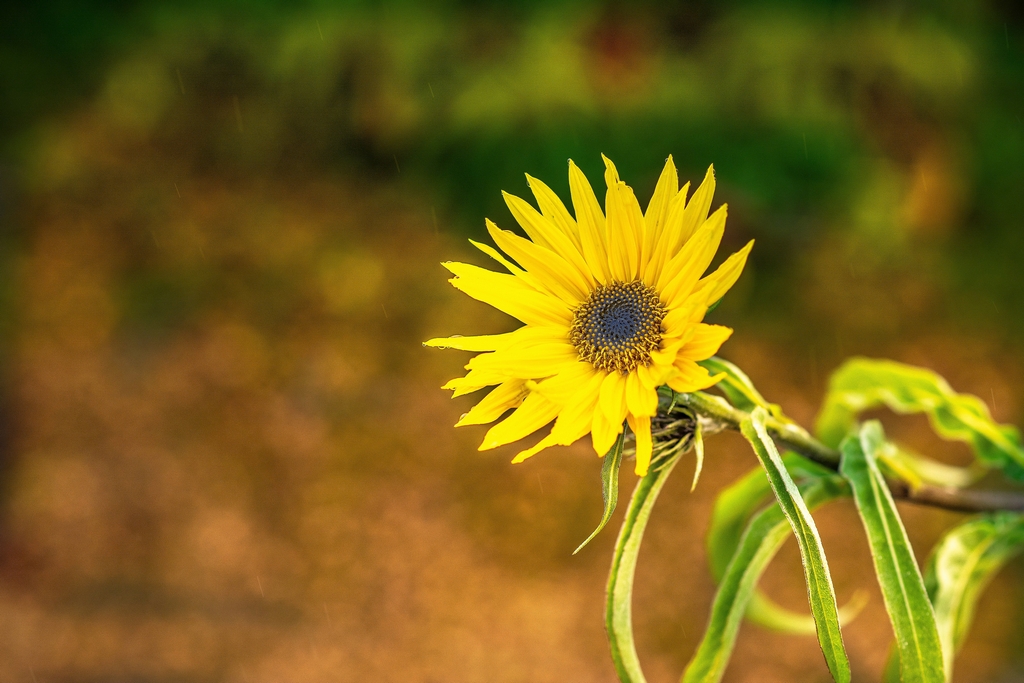Sunflower.jpg