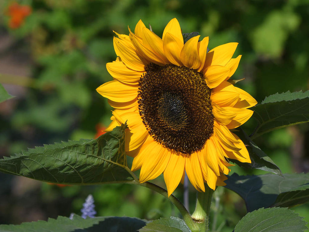 Sunflower.jpg