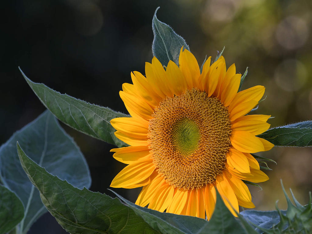 SunFlower.jpg