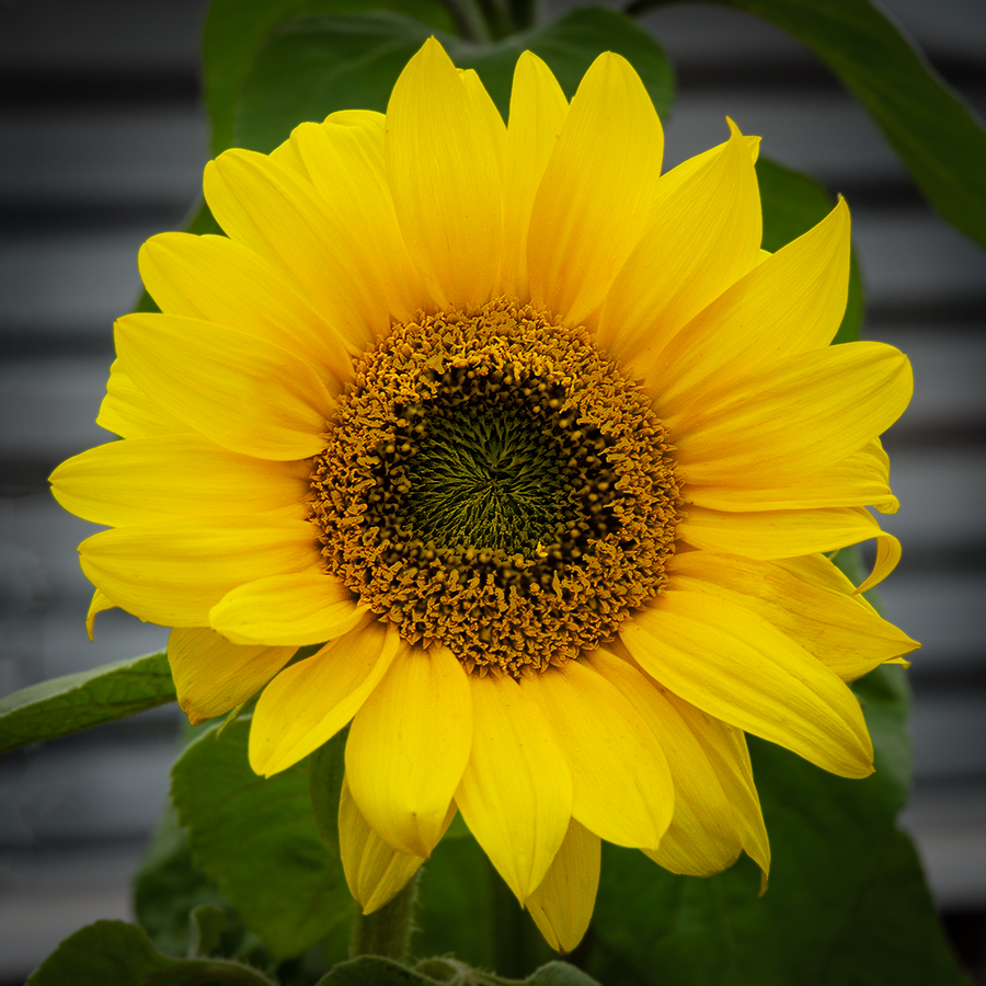 Sunflower.jpg
