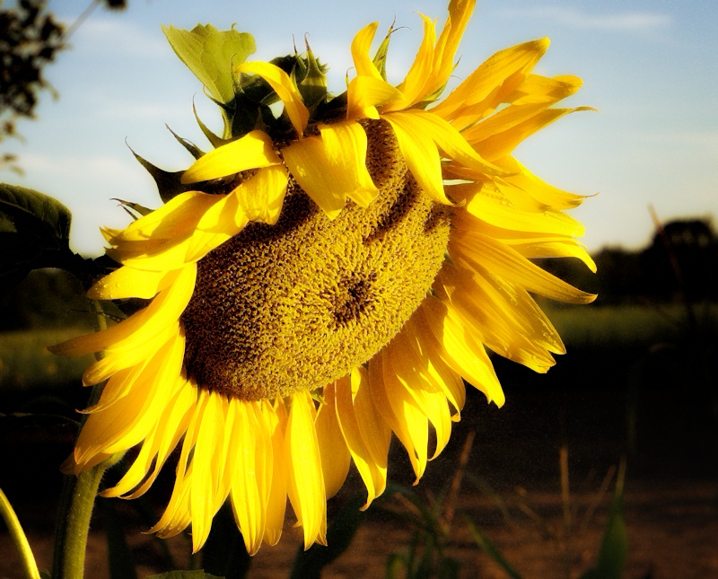 sunflower.jpg