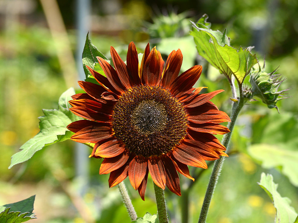 Sunflower.jpg