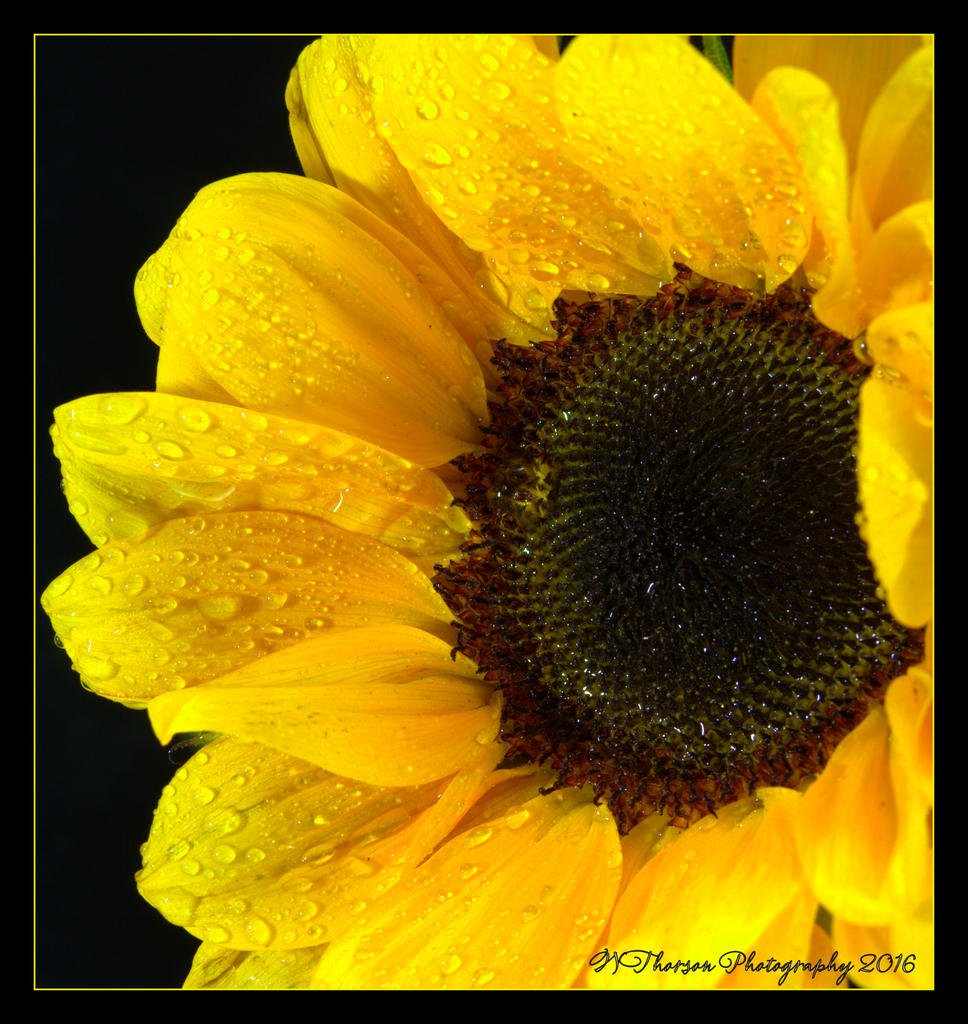 Sunflower Profile 5-12-2016.jpg
