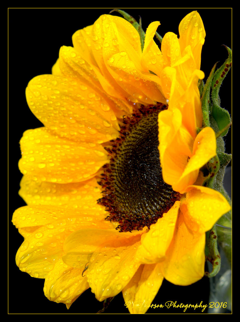 Sunflower Side 5-12-2016.jpg