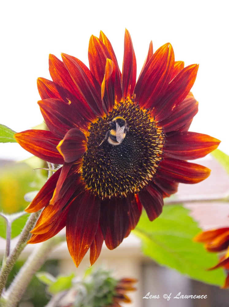 Sunflower with Bumble Bee LOL.jpg