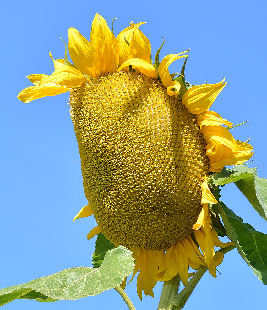 Sunflower03Jan2014.jpg