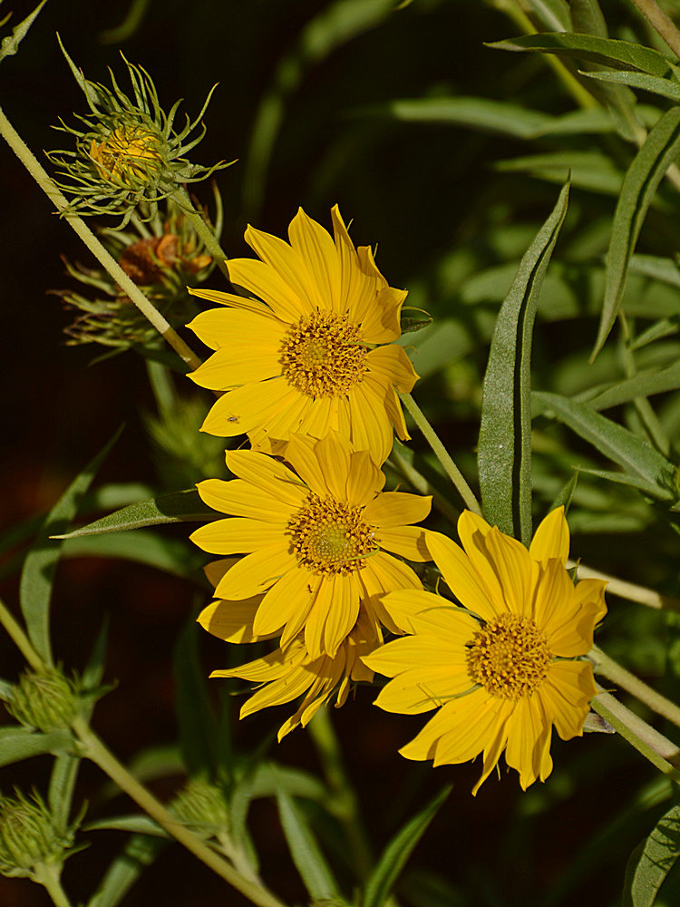 Sunflower2.jpg