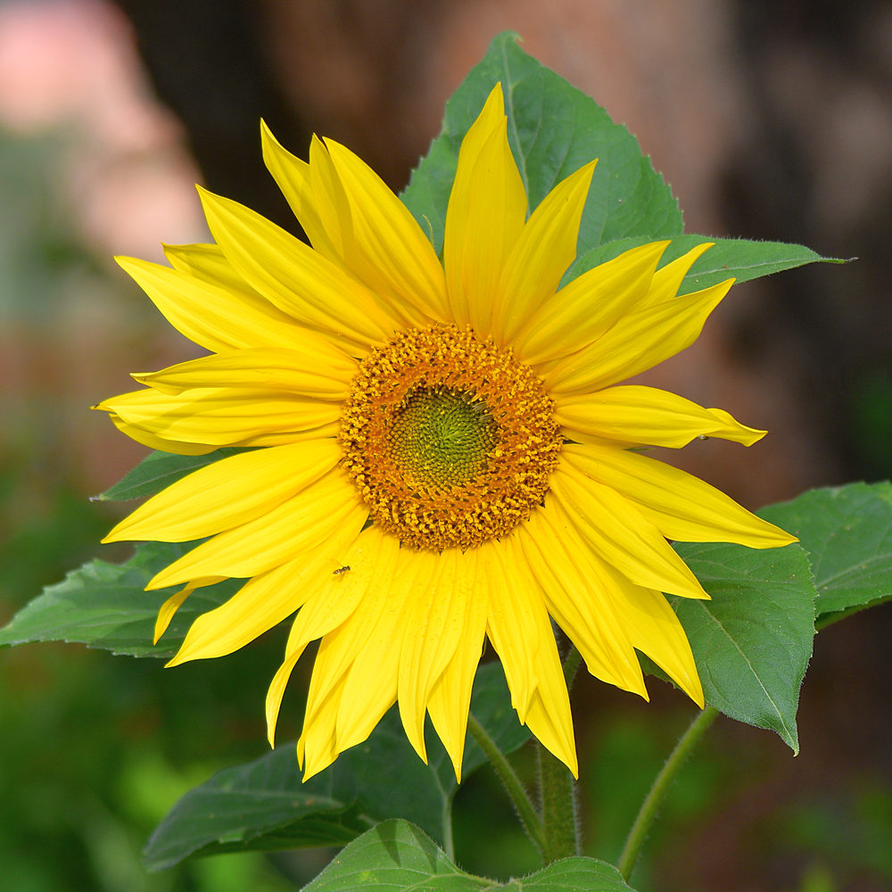 SunFlower2.jpg