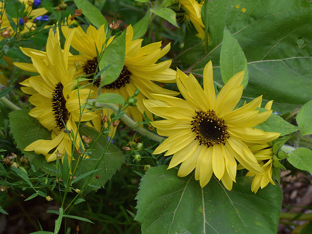 Sunflower2.jpg
