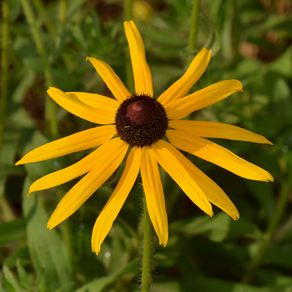 Sunflower2.jpg