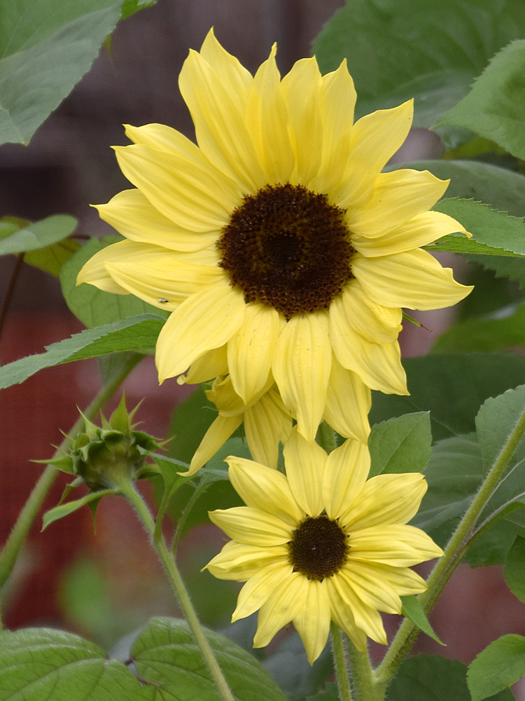 Sunflower2.jpg