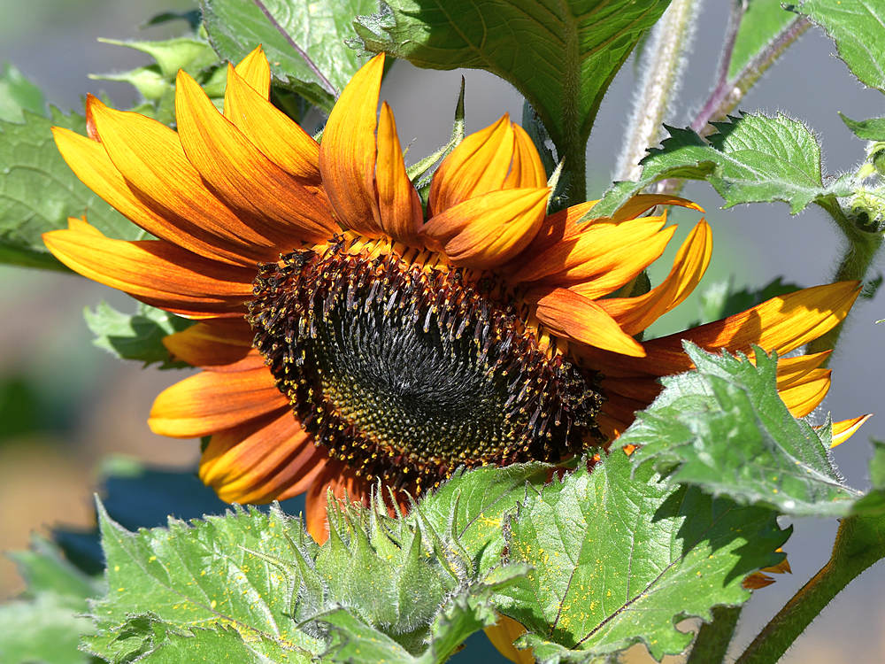Sunflower2.jpg