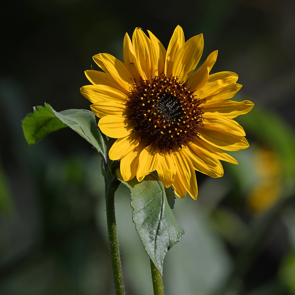 Sunflower2.jpg