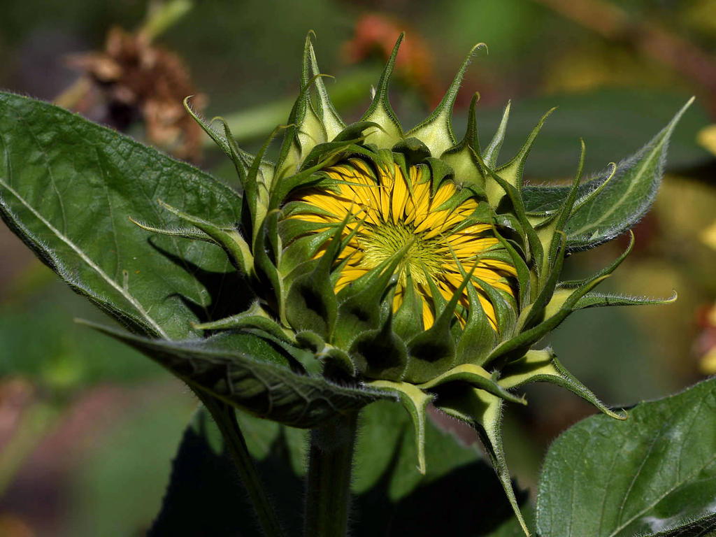 Sunflower2.jpg