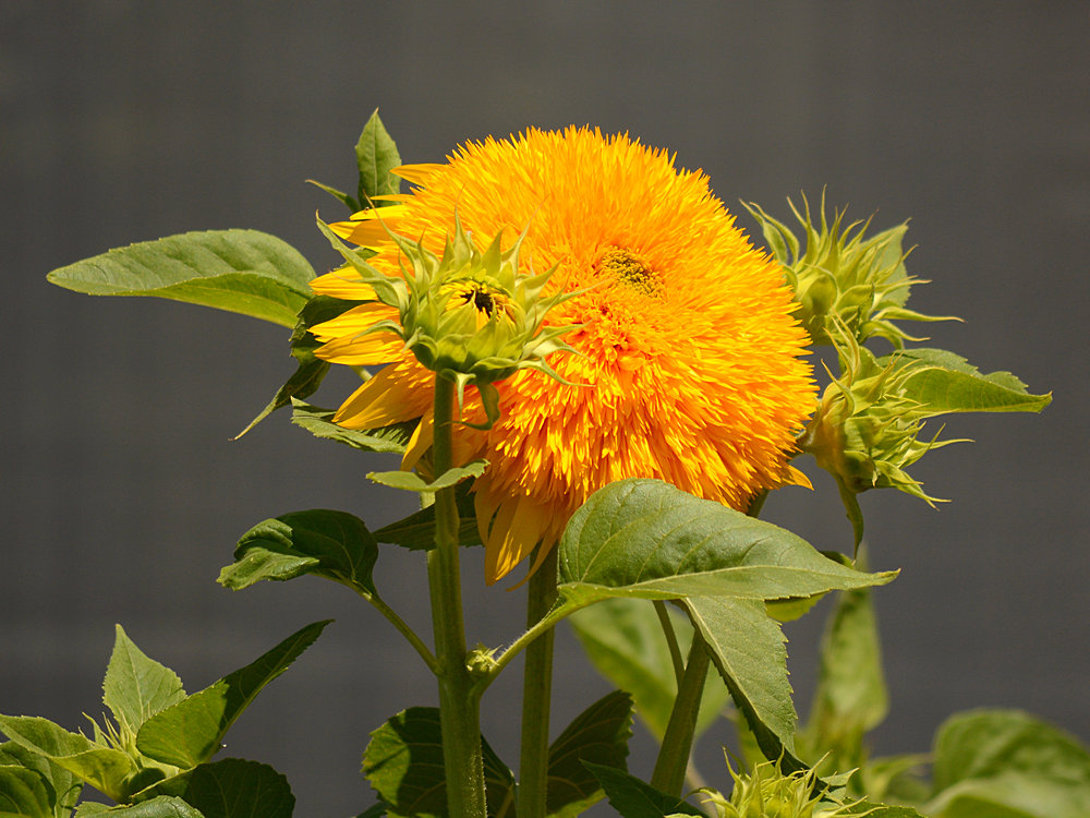 Sunflower2.jpg