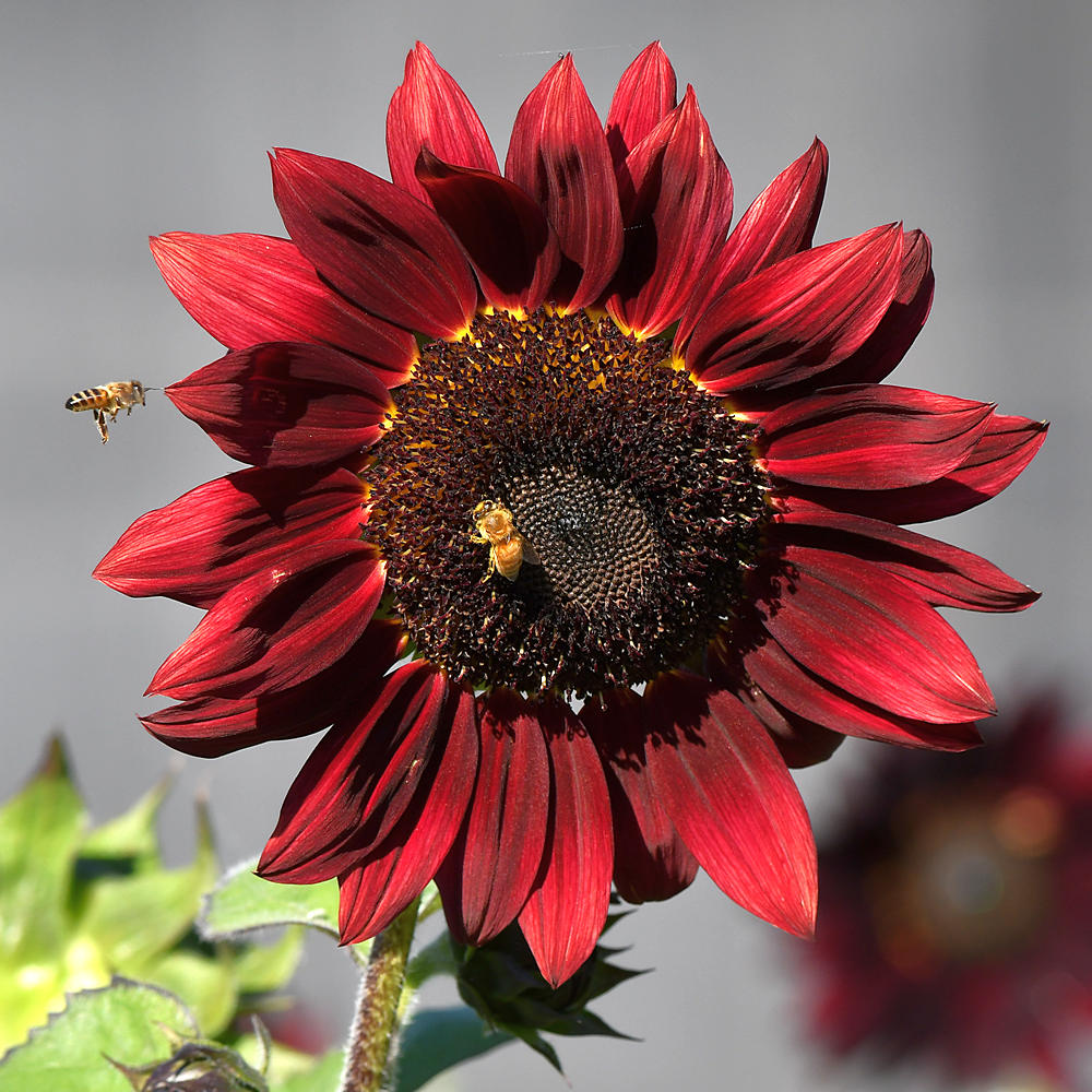 Sunflower3.jpg