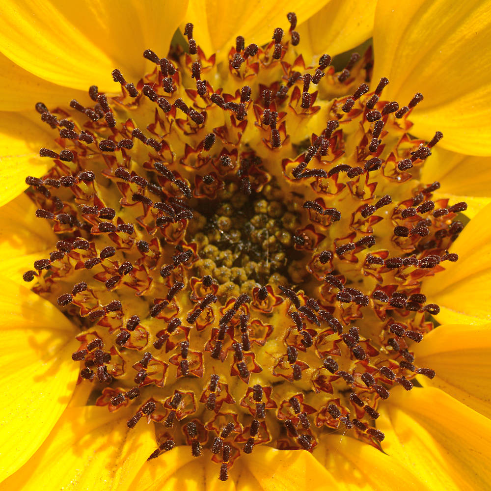 Sunflower5.jpg