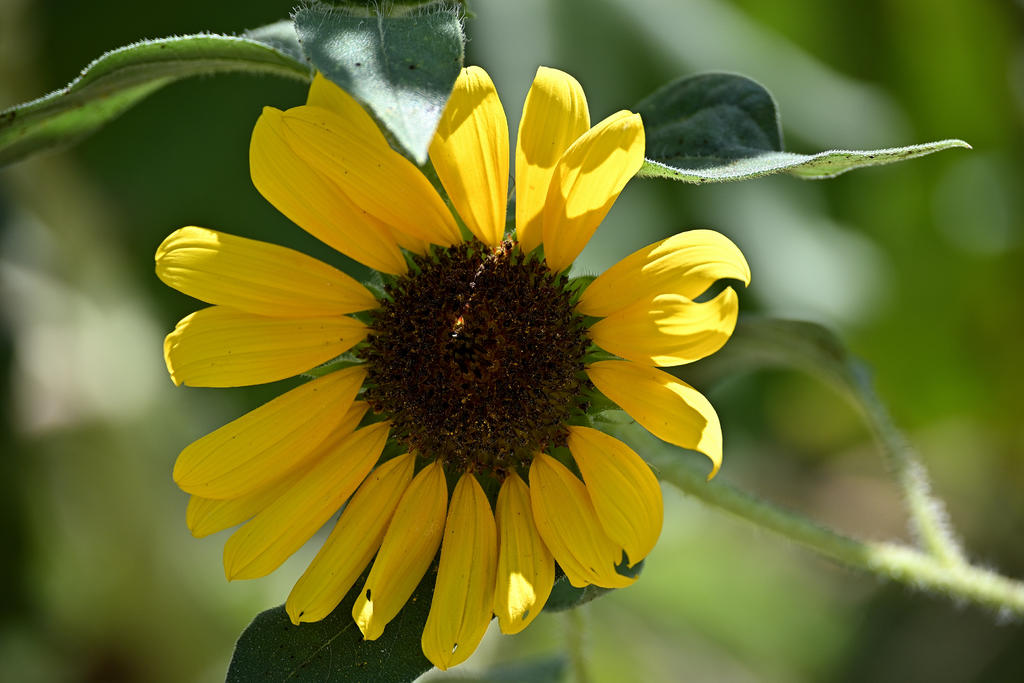 Sunflower_sm.jpg