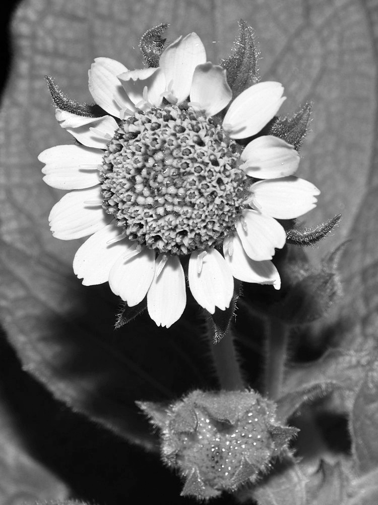 SunFlowerBW.jpg