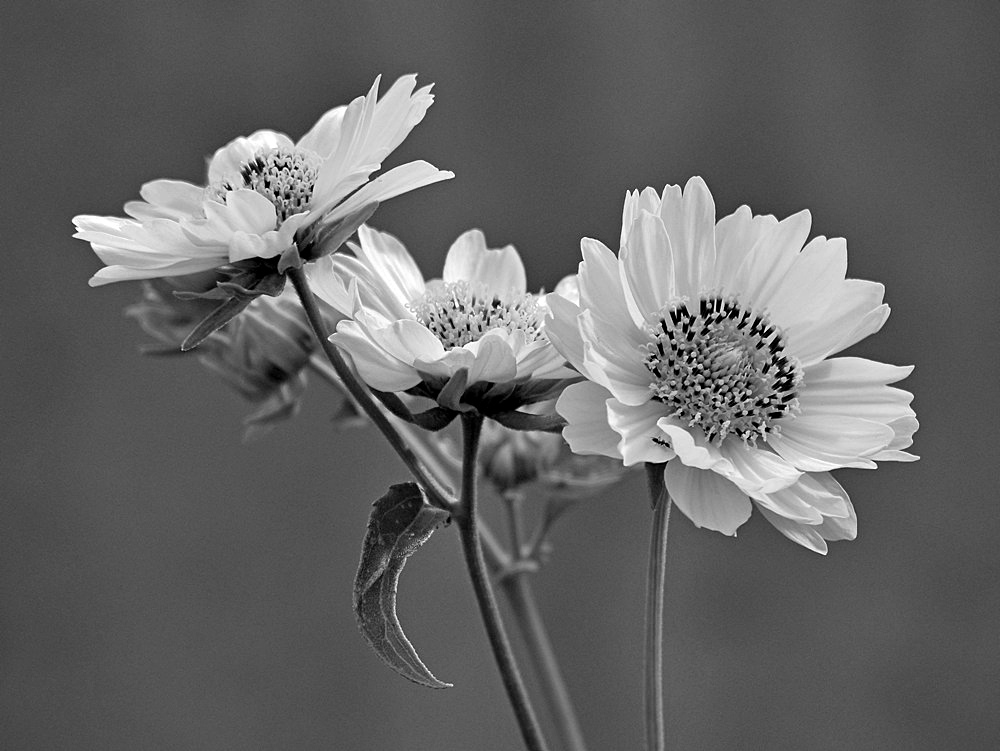 SunFlowerBW.jpg